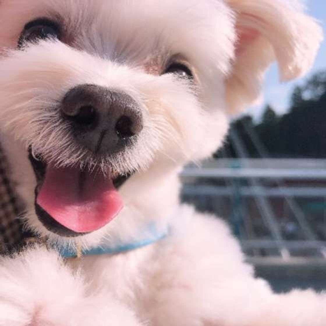笑ってる犬の画像を見て幸せを感じようよ🐕️