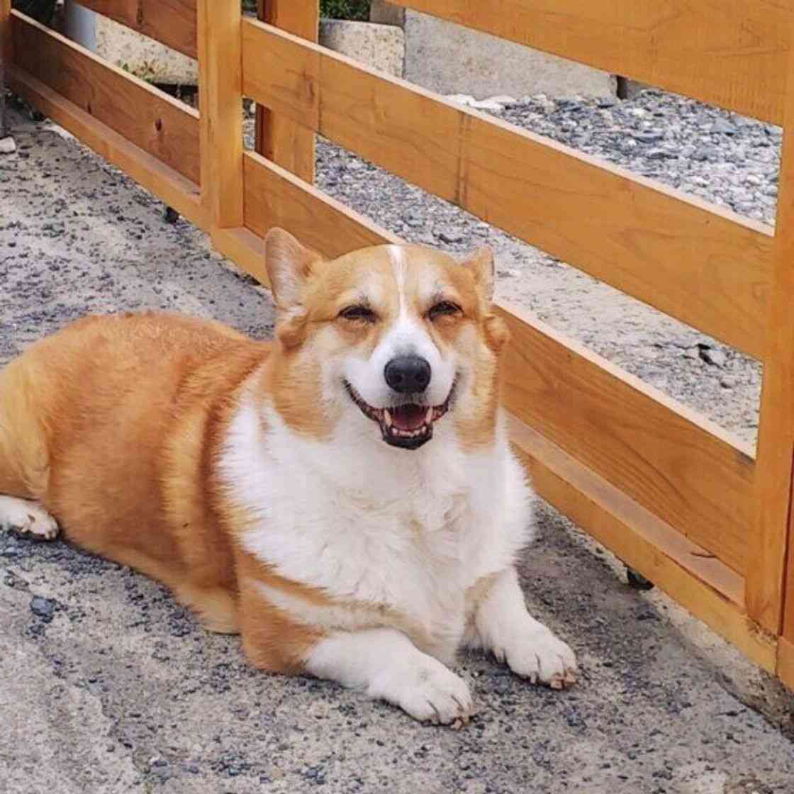 笑ってる犬の画像を見て幸せを感じようよ🐕️