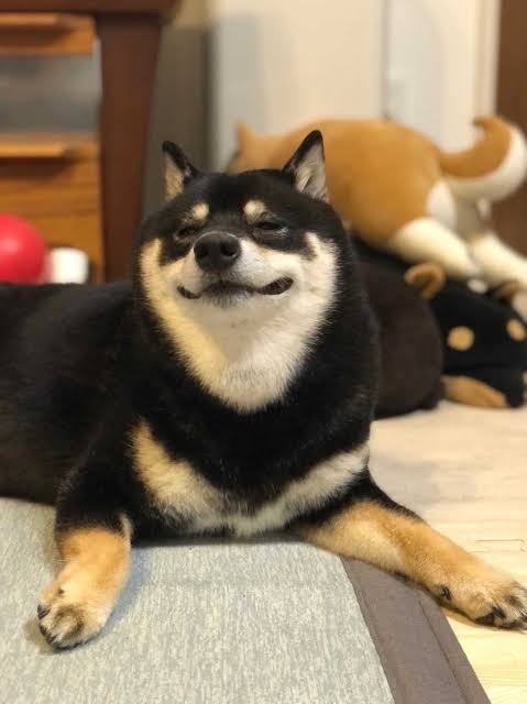 笑ってる犬の画像を見て幸せを感じようよ🐕️