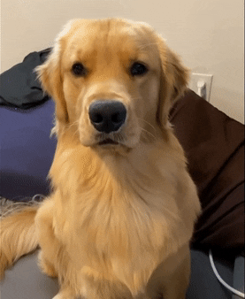 笑ってる犬の画像を見て幸せを感じようよ🐕️