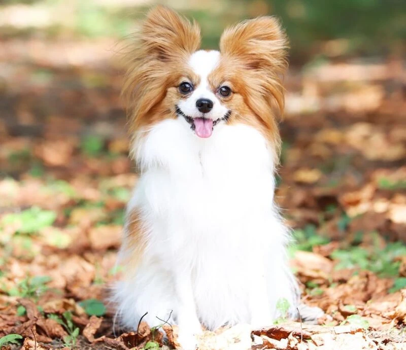 笑ってる犬の画像を見て幸せを感じようよ🐕️