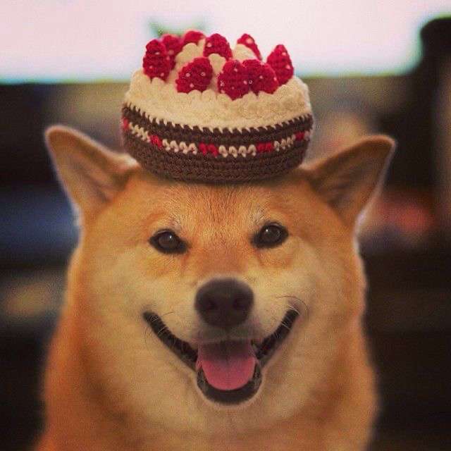 笑ってる犬の画像を見て幸せを感じようよ🐕️