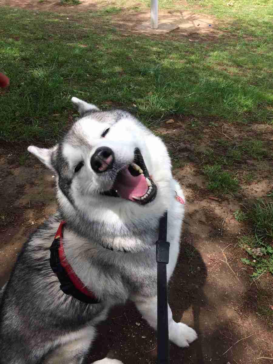 笑ってる犬の画像を見て幸せを感じようよ🐕️