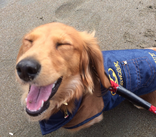 笑ってる犬の画像を見て幸せを感じようよ🐕️