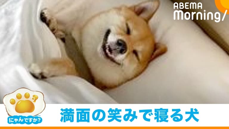 笑ってる犬の画像を見て幸せを感じようよ🐕️
