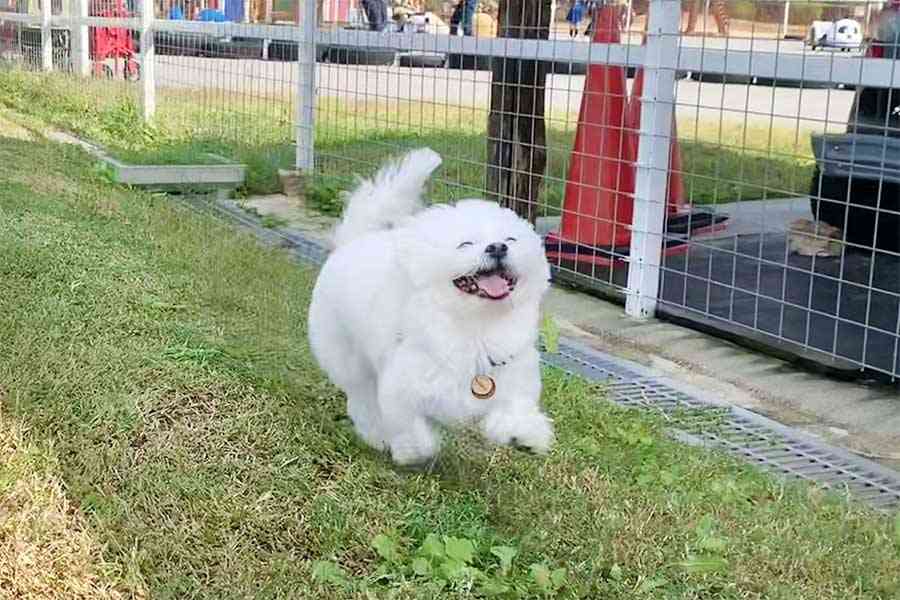 笑ってる犬の画像を見て幸せを感じようよ🐕️
