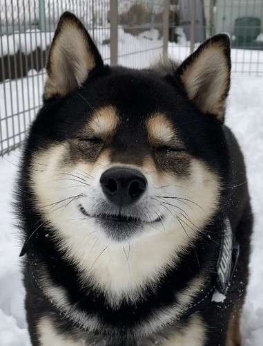 笑ってる犬の画像を見て幸せを感じようよ🐕️