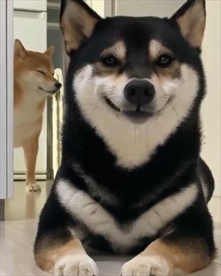 笑ってる犬の画像を見て幸せを感じようよ🐕️