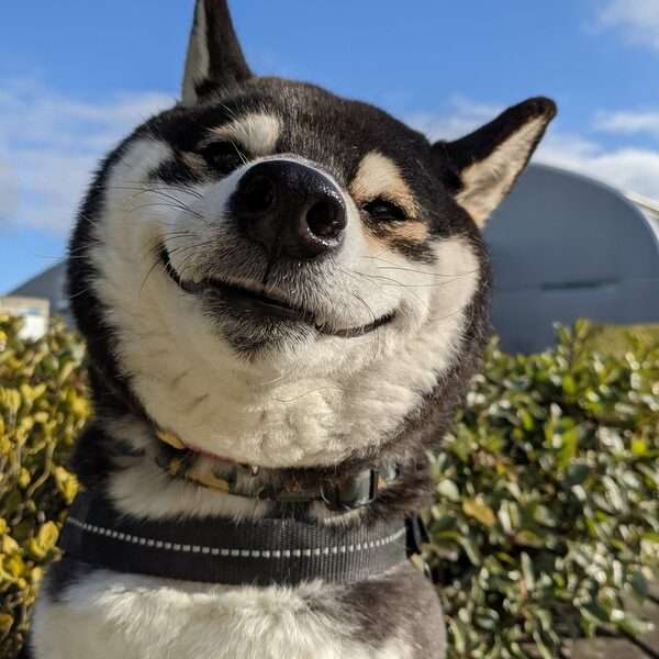 笑ってる犬の画像を見て幸せを感じようよ🐕️