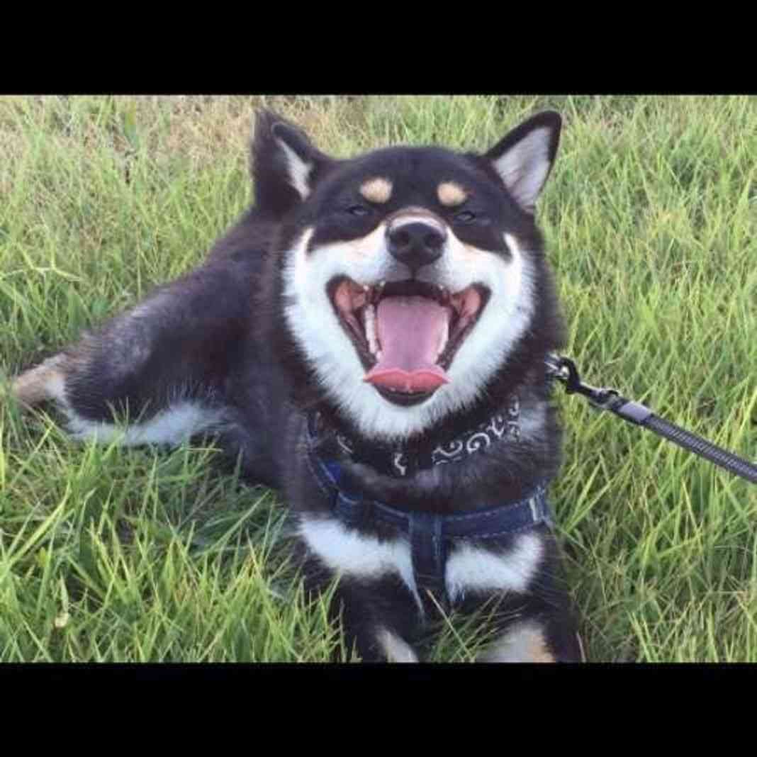 笑ってる犬の画像を見て幸せを感じようよ🐕️