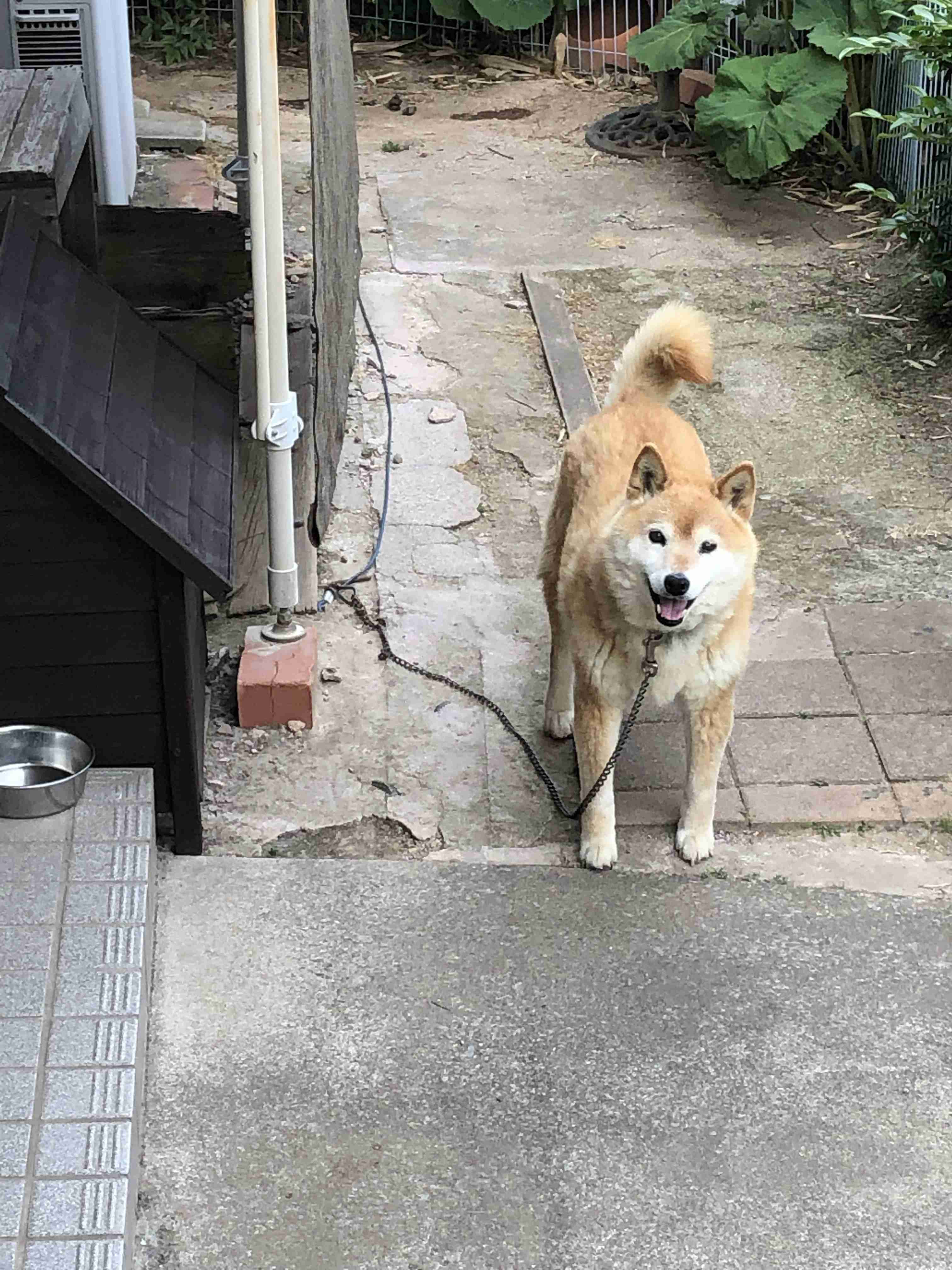 笑ってる犬の画像を見て幸せを感じようよ🐕️