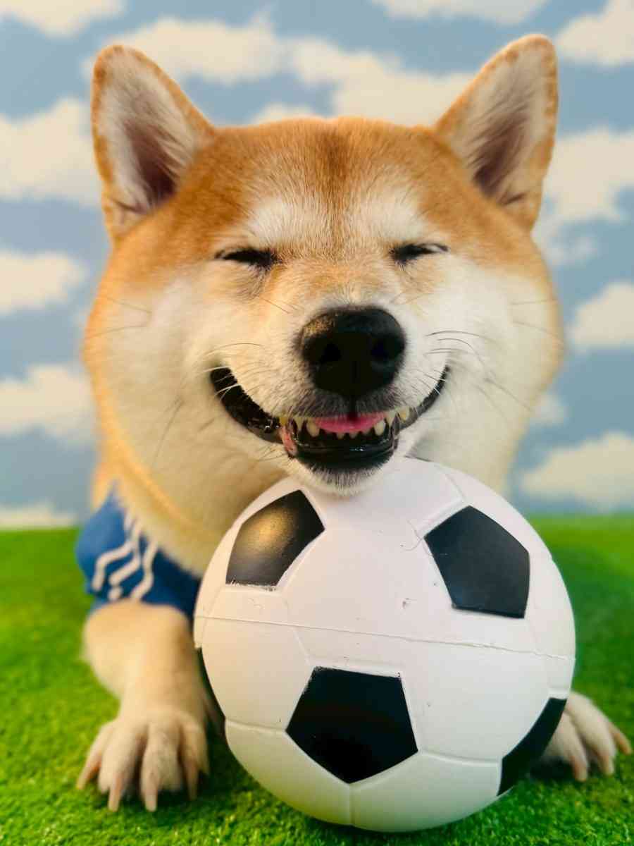 笑ってる犬の画像を見て幸せを感じようよ🐕️