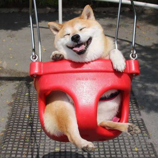 笑ってる犬の画像を見て幸せを感じようよ🐕️