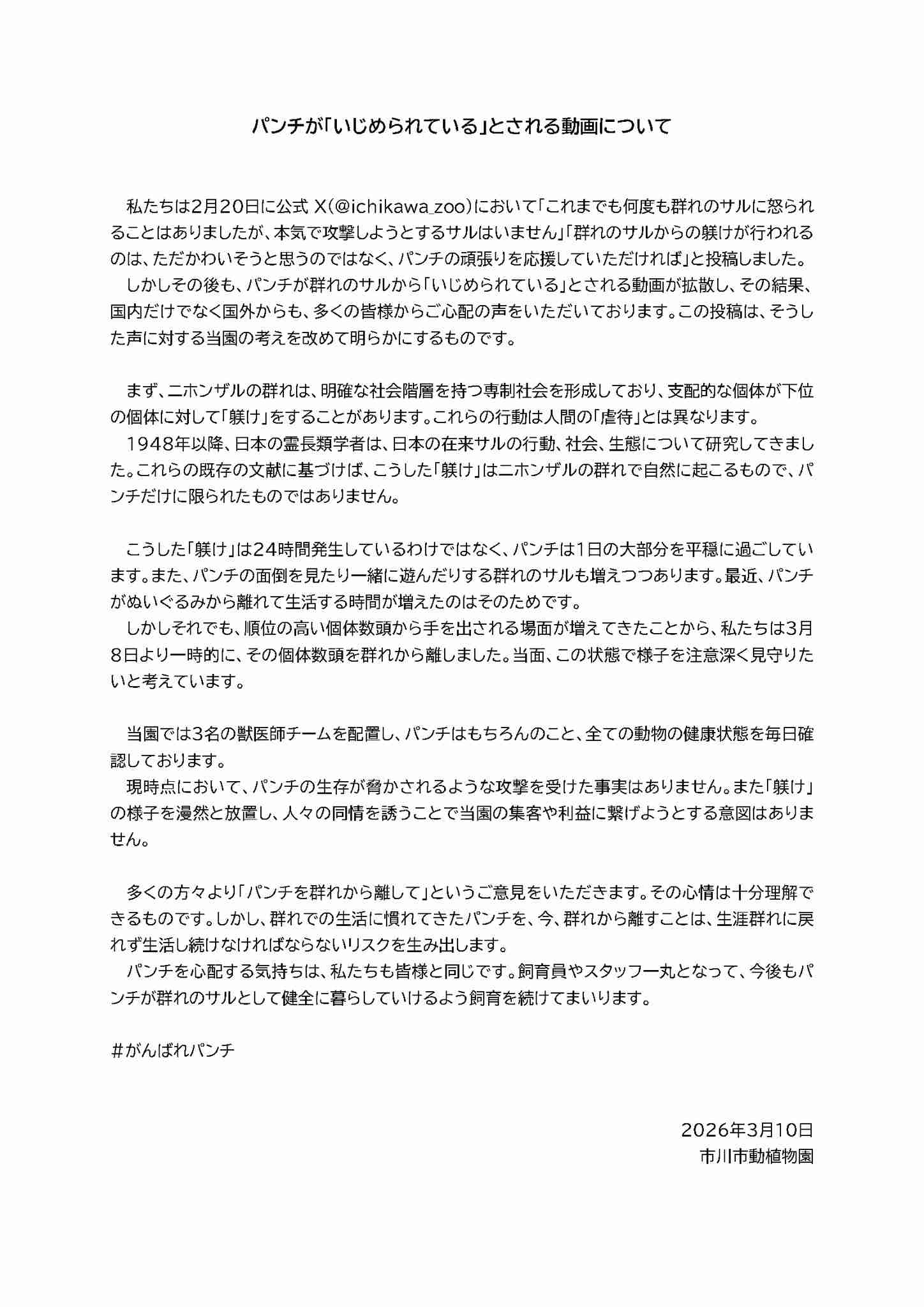 子ザルの「パンチ」がようやく群れになじむ、ぬいぐるみに頼る機会も減る 千葉県