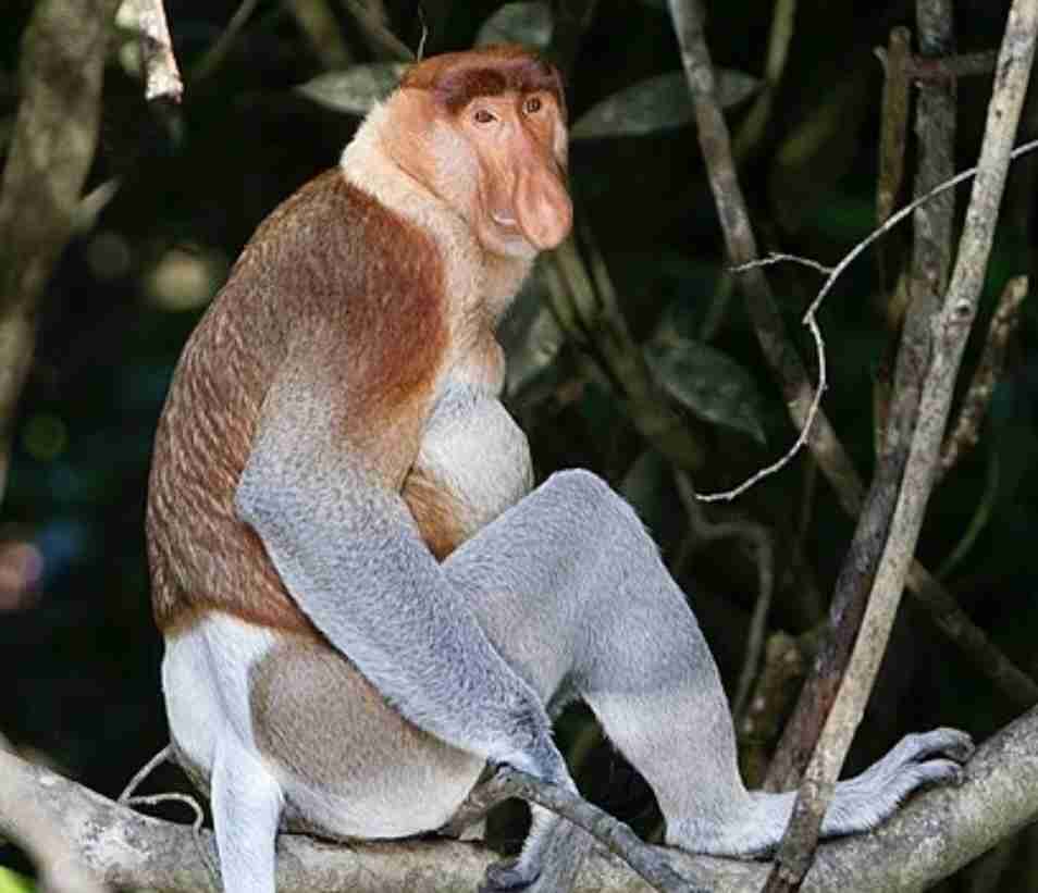 松本人志はCM出演料を「辞退されました」高須院長が告白 息子の批判に「我慢できないので正直にいいます」