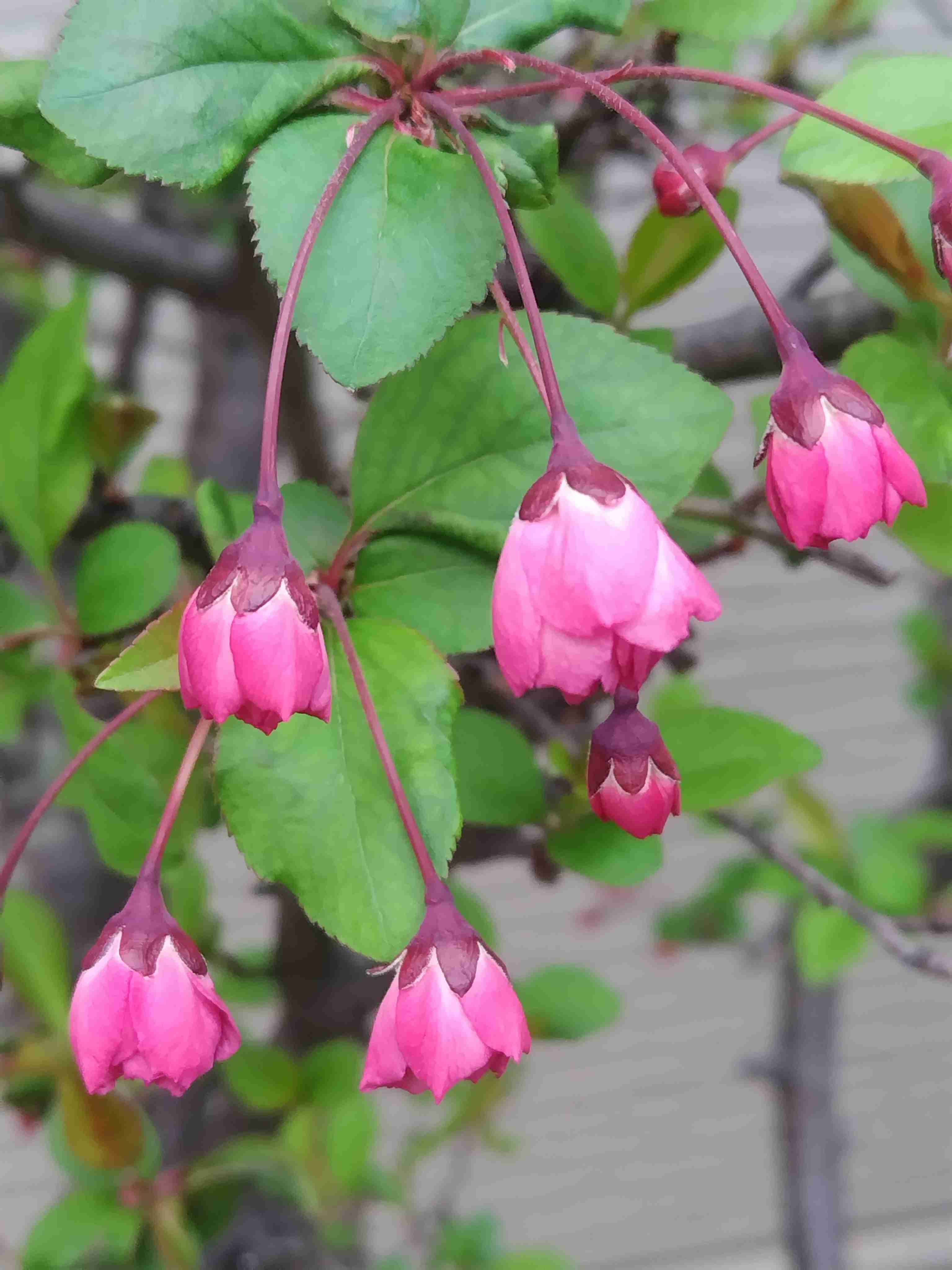 【ガーデニング】ガルちゃん園芸部【花・植物】part.54