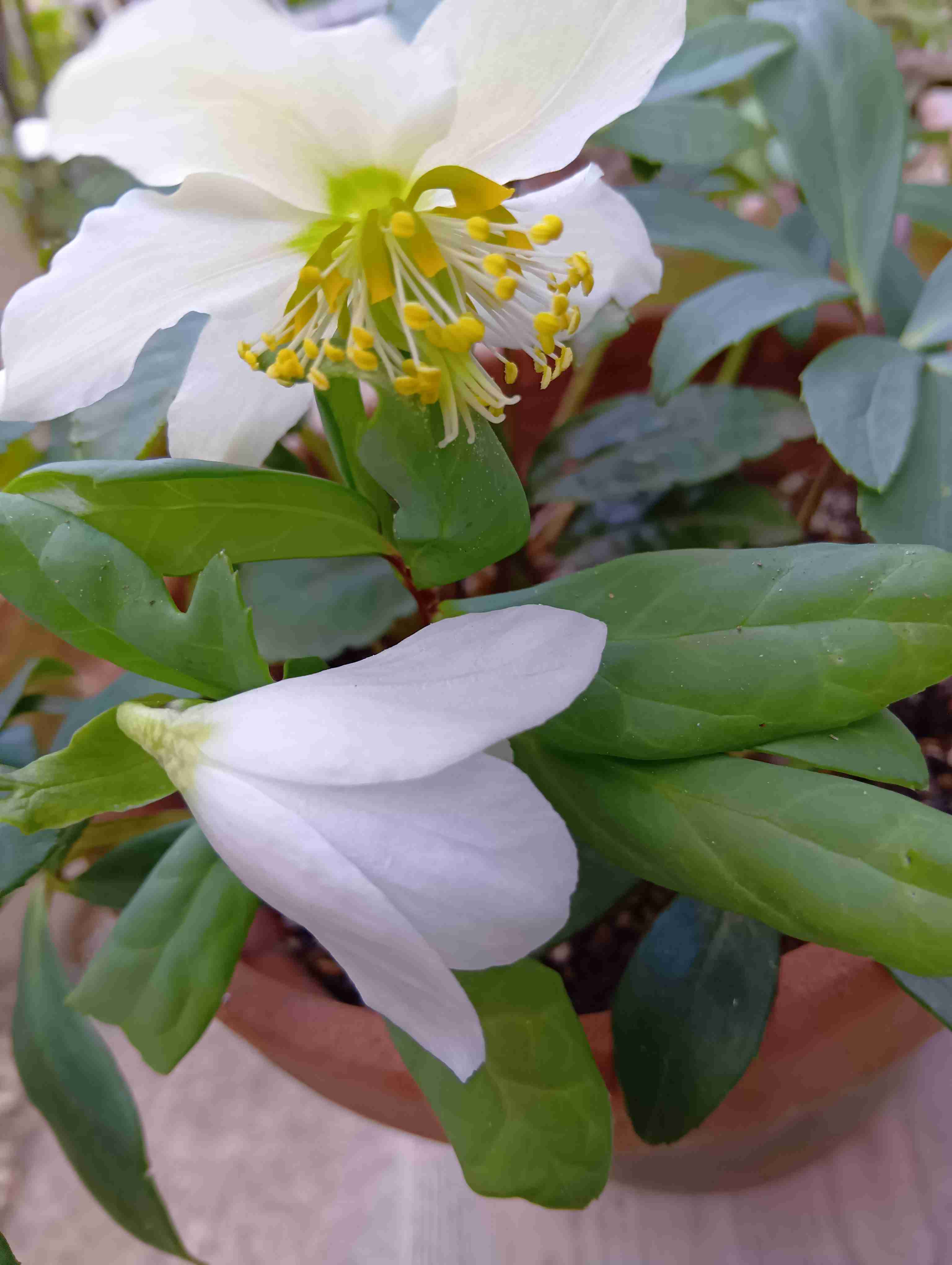 【ガーデニング】ガルちゃん園芸部【花・植物】part.54