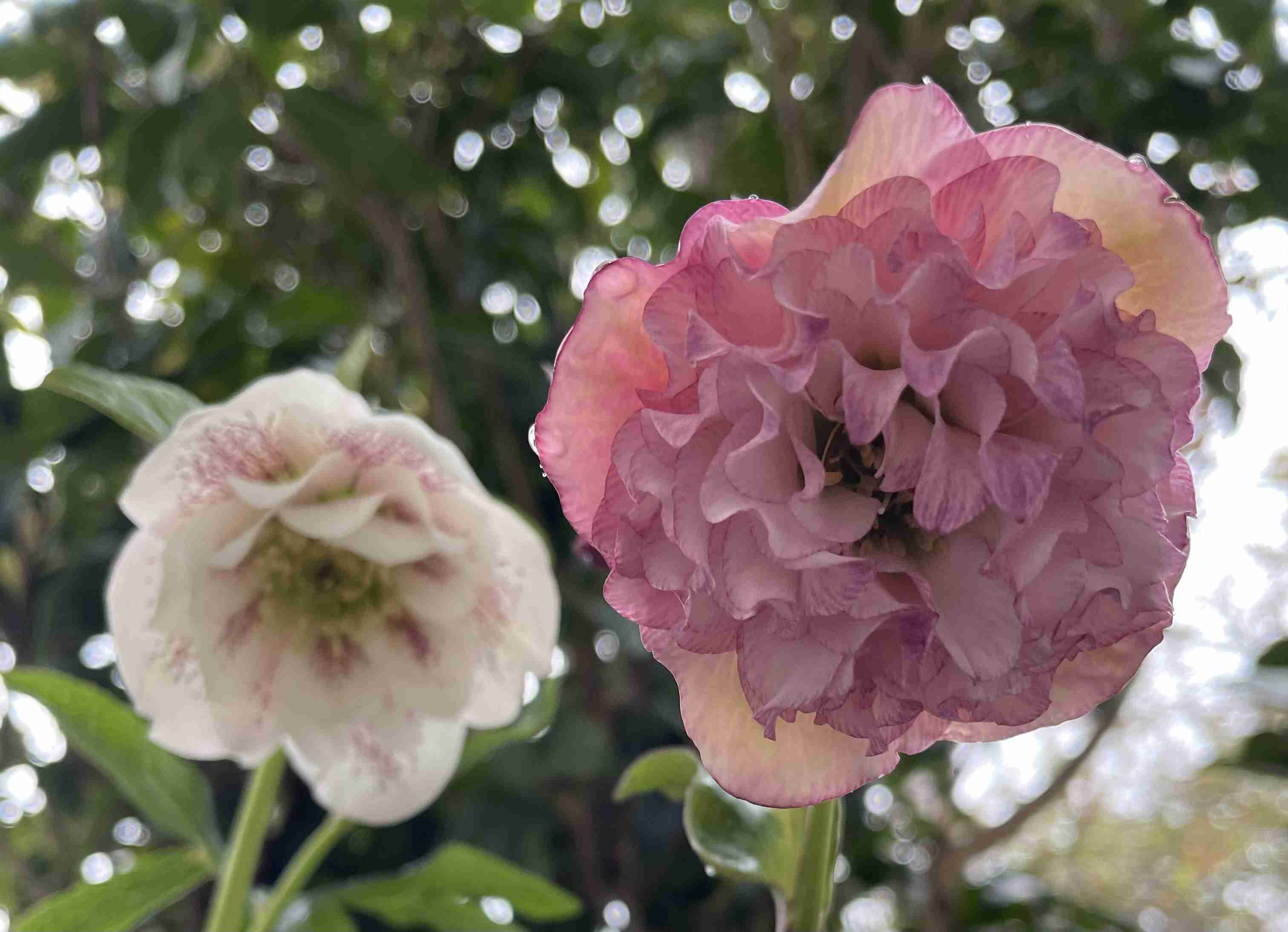 【ガーデニング】ガルちゃん園芸部【花・植物】part.54