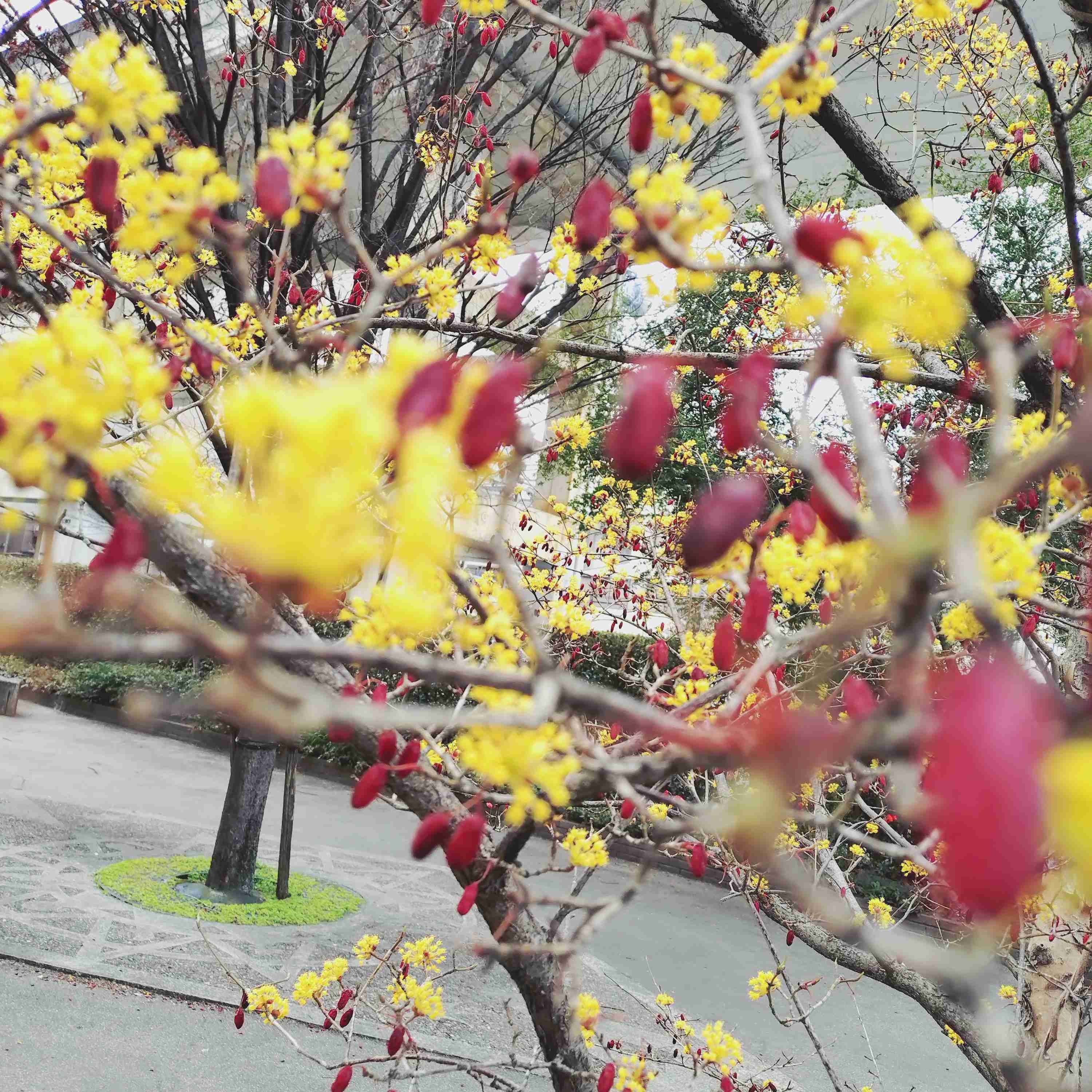 【ガーデニング】ガルちゃん園芸部【花・植物】part.54