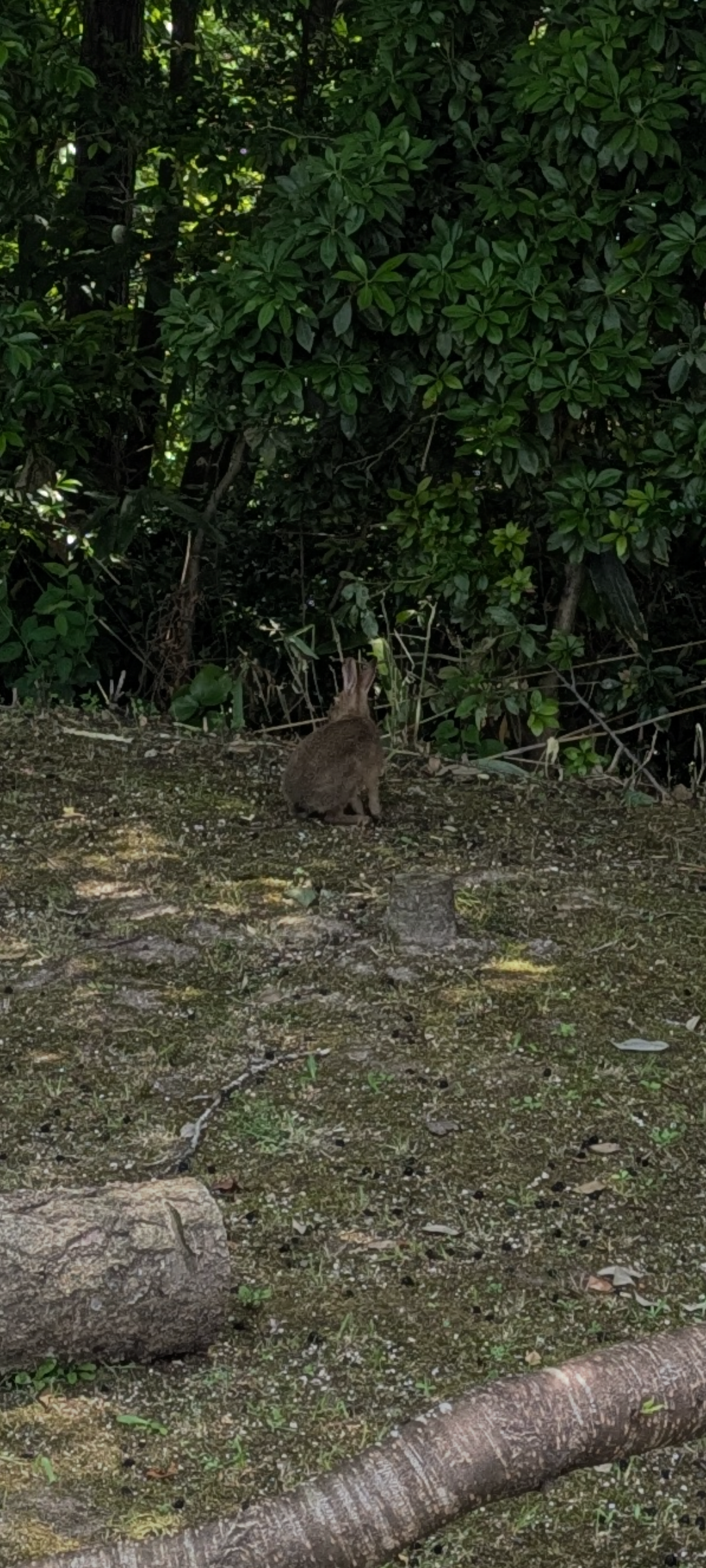 「野うさぎの赤ちゃん拾わないで」注意喚起に反響。捨てられているように見えても、触ってはいけない理由