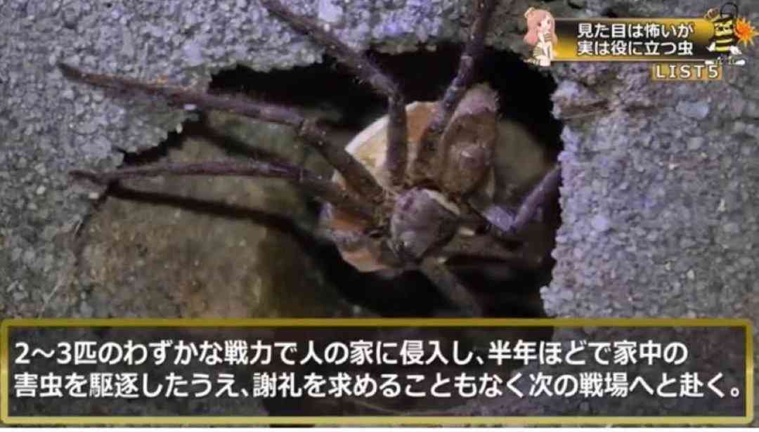 【どうしてる？】家の中の蜘蛛の扱い