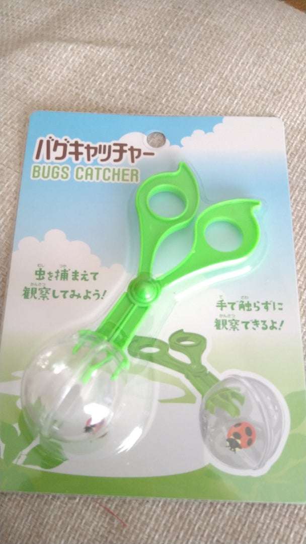 【どうしてる？】家の中の蜘蛛の扱い