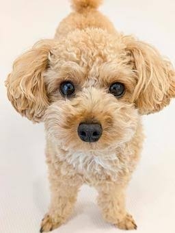 ペットにかけるお金