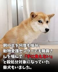 「ペットにしたい大型犬」ランキング　3位「ラブラドールレトリバー」2位「シベリアンハスキー」…1位は？