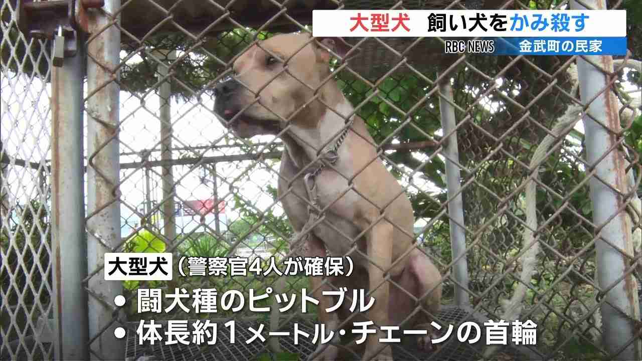 「ペットにしたい大型犬」ランキング　3位「ラブラドールレトリバー」2位「シベリアンハスキー」…1位は？