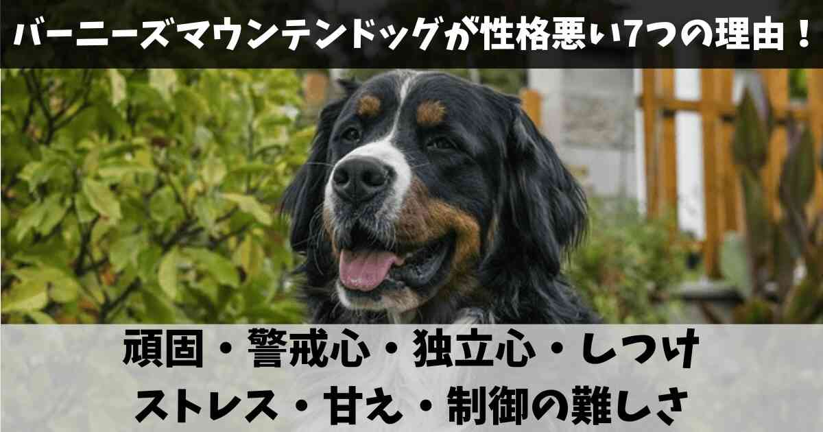 「ペットにしたい大型犬」ランキング　3位「ラブラドールレトリバー」2位「シベリアンハスキー」…1位は？