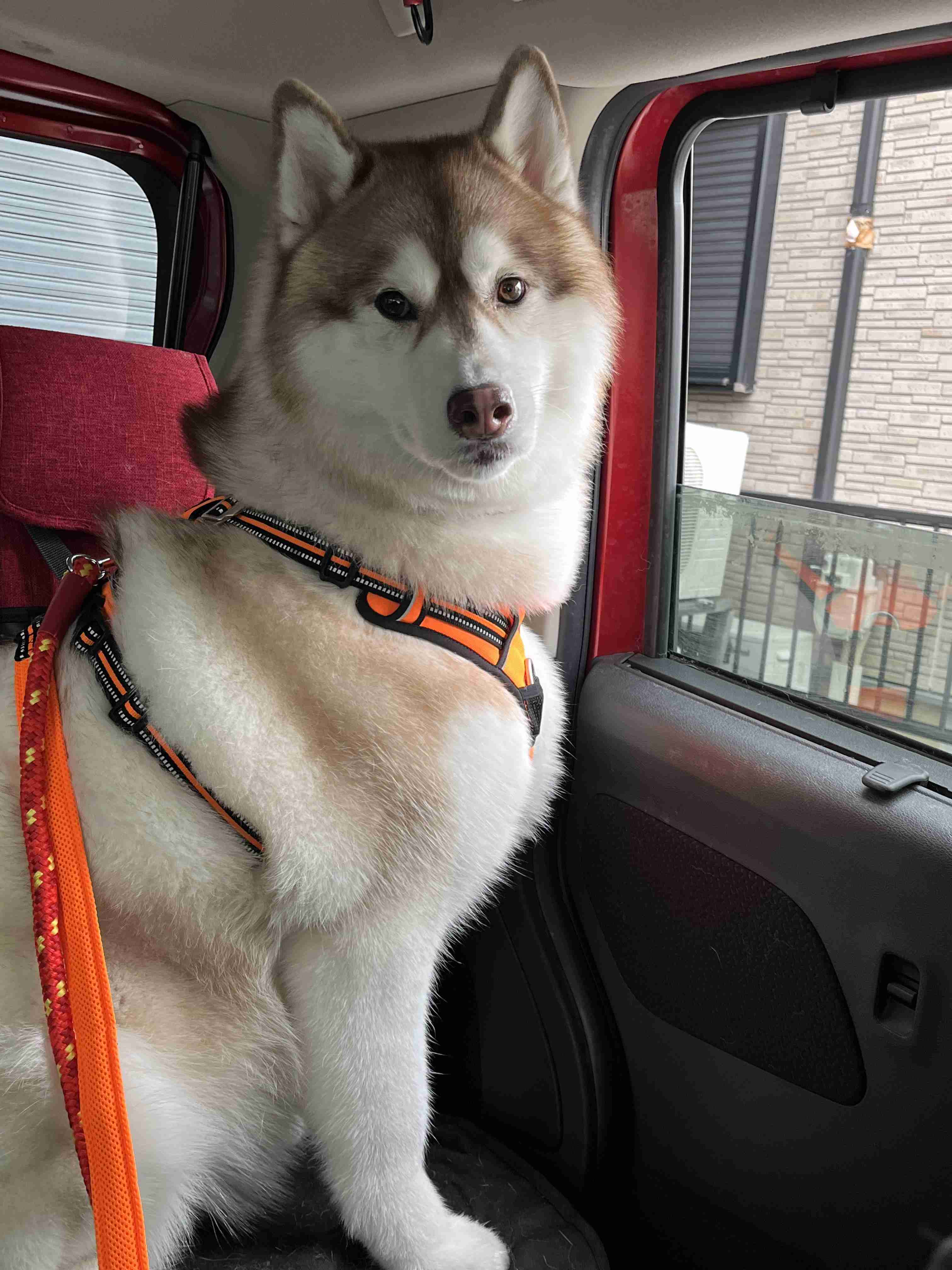 「ペットにしたい大型犬」ランキング　3位「ラブラドールレトリバー」2位「シベリアンハスキー」…1位は？