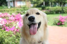 「ペットにしたい大型犬」ランキング　3位「ラブラドールレトリバー」2位「シベリアンハスキー」…1位は？