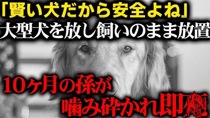 「ペットにしたい大型犬」ランキング　3位「ラブラドールレトリバー」2位「シベリアンハスキー」…1位は？