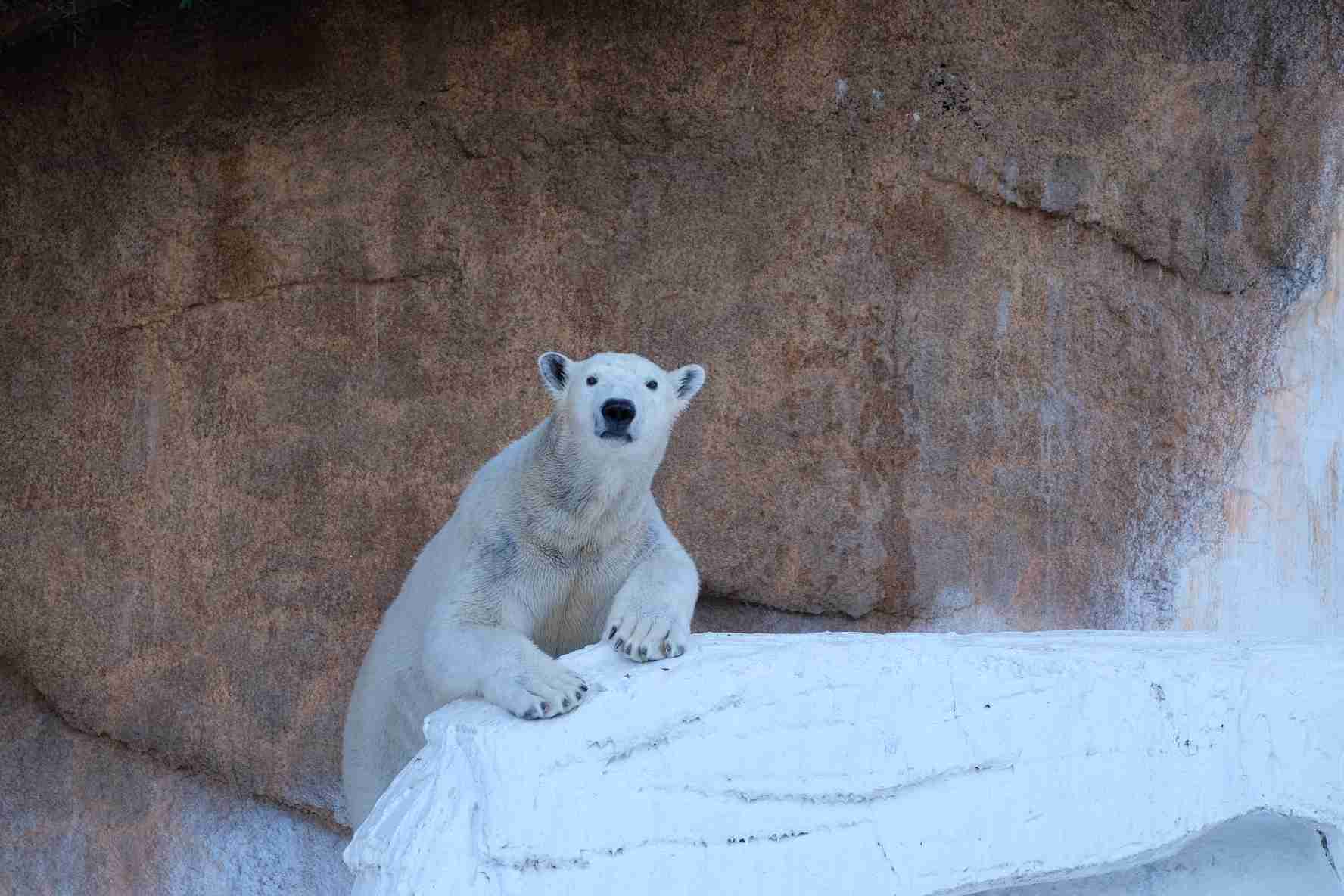 がるちゃん動物園