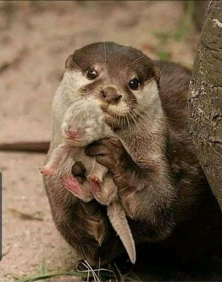 がるちゃん動物園