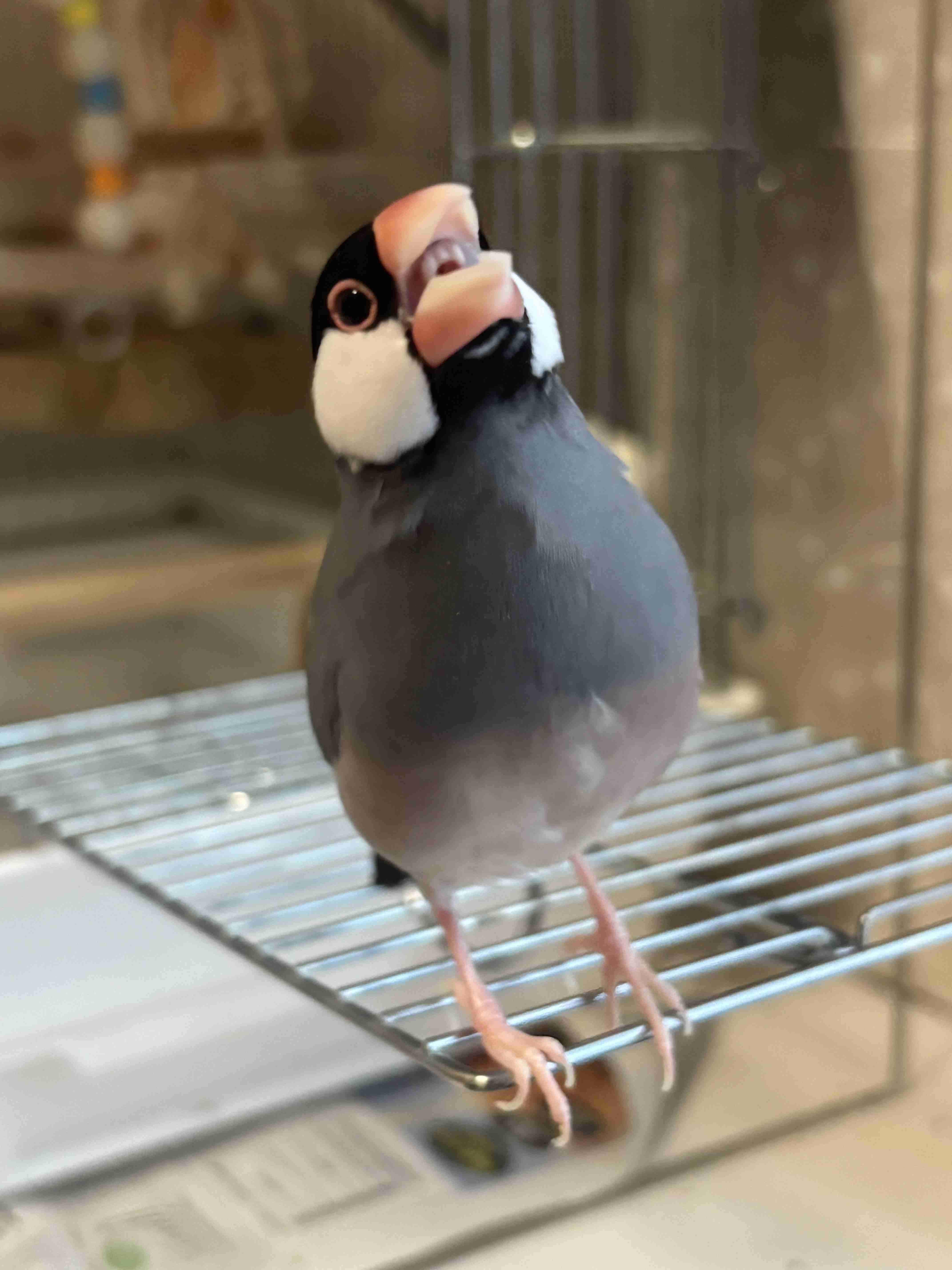 がるちゃん動物園
