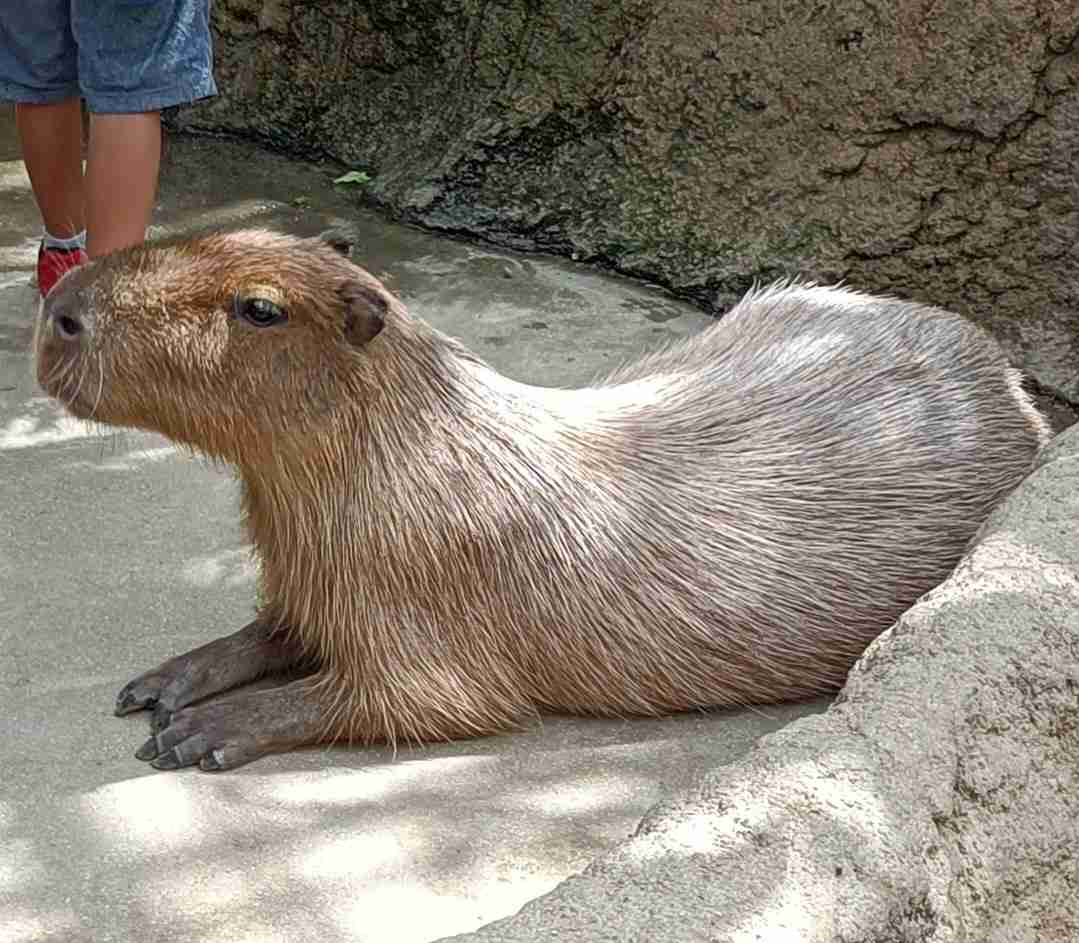 がるちゃん動物園