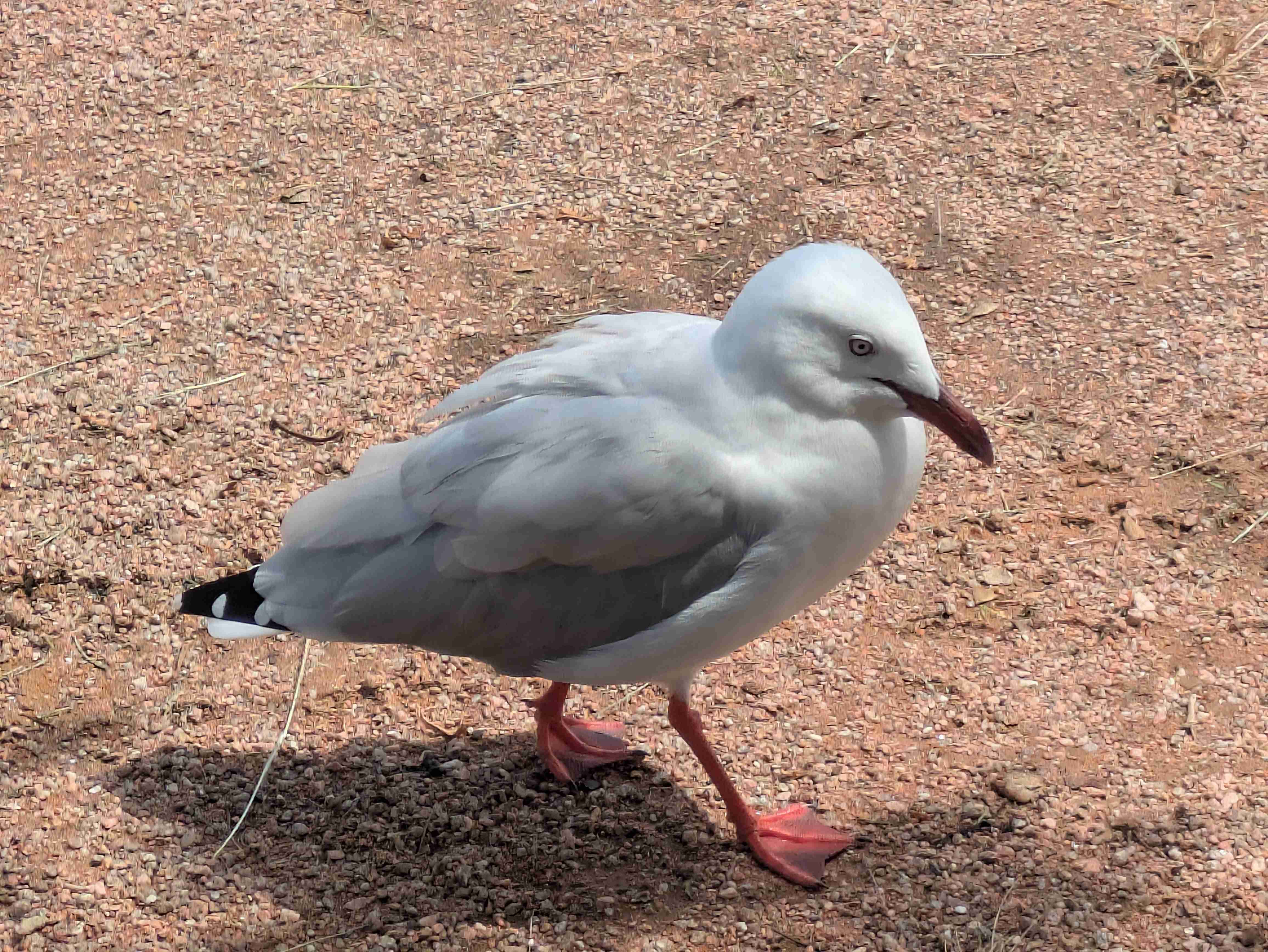 がるちゃん動物園