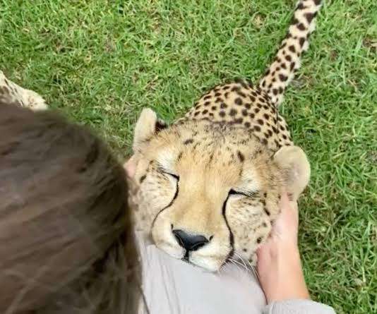 がるちゃん動物園