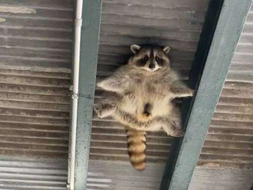 がるちゃん動物園