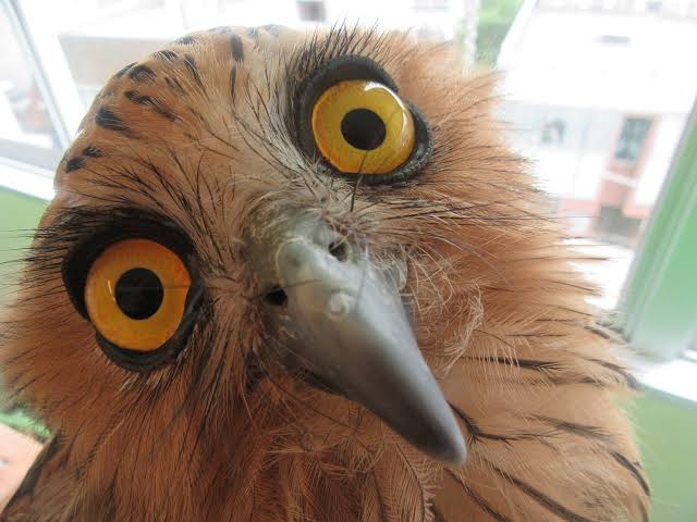 がるちゃん動物園