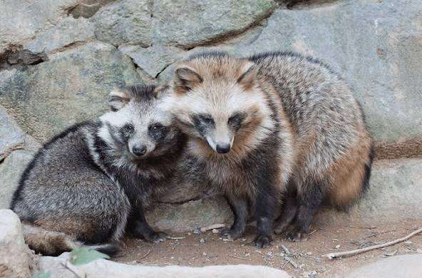 がるちゃん動物園