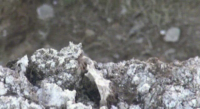 がるちゃん動物園