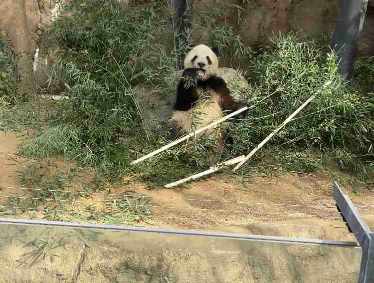 がるちゃん動物園