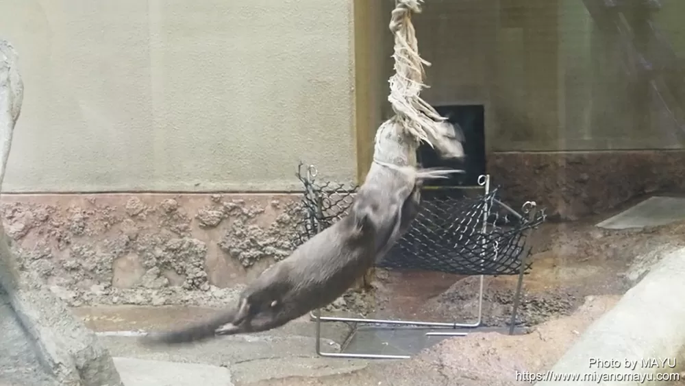 がるちゃん動物園