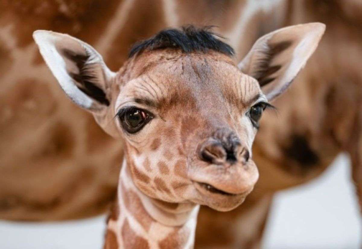 がるちゃん動物園