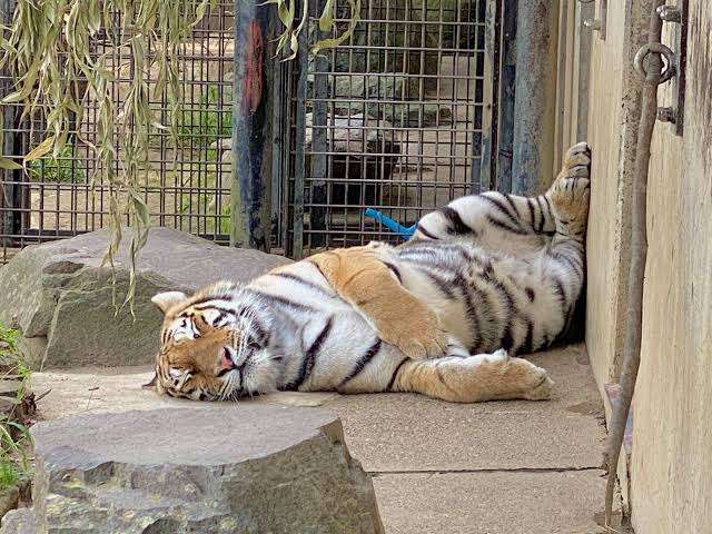 がるちゃん動物園
