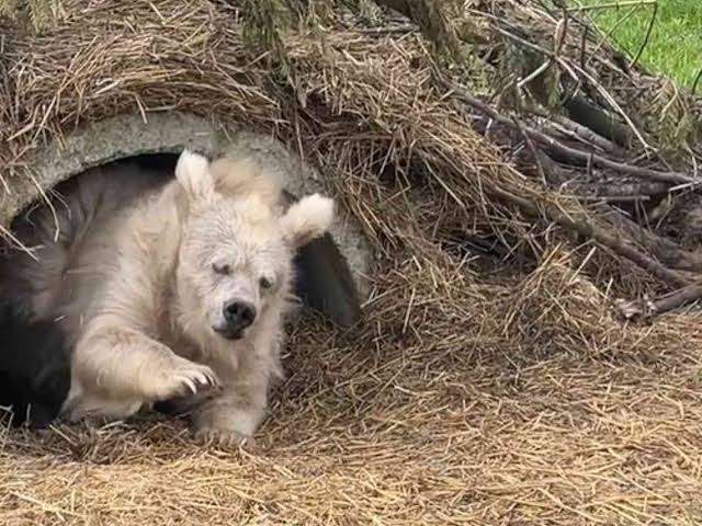 がるちゃん動物園