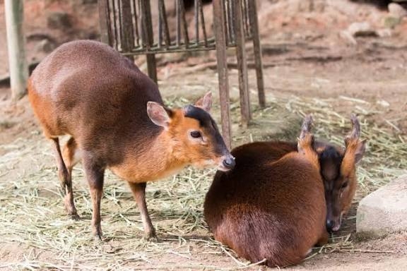 出身地に自由にダメ出しをするトピ