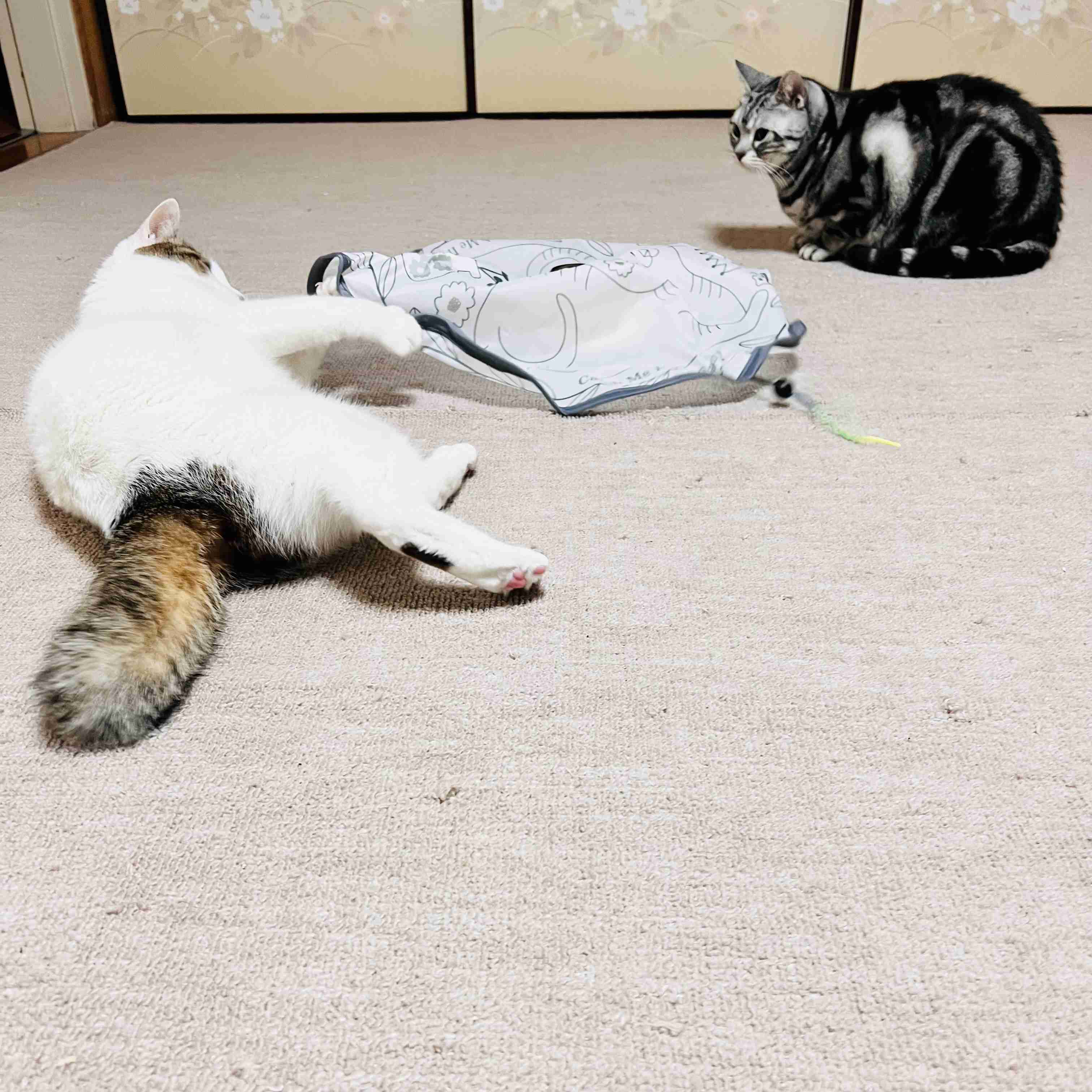 がるちゃん猫カフェ119号店開店しました♪(初めての方も大歓迎♪)